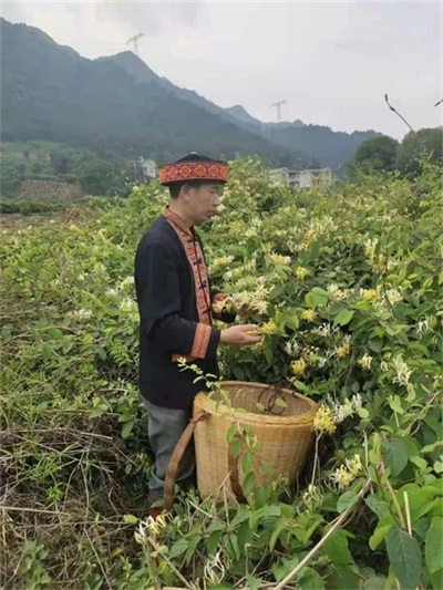 金秀瑶族灯草灸疗法 瑶医药非物质文化遗产传承人---赵衷民